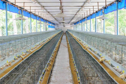 Naturally ventilated cage housing inside a Kasthuri Breeding Farms shed