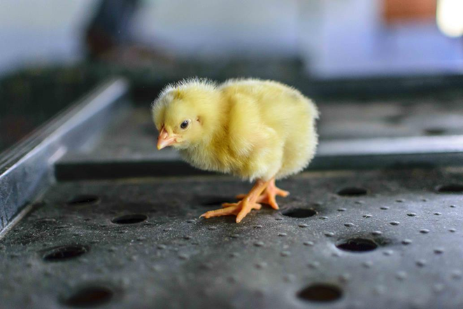 A day-old chick at Kasthuri Breeding Farms