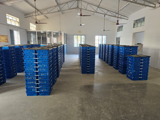 Chick holding room with stacked chick transport crates at Kasthuri Breeding Farms