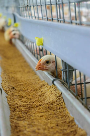 Young chick at a feed trough in a Kasthuri Breeding Farms shed