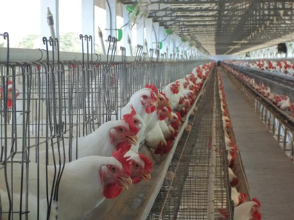 Open-sided broiler breeder housing at Kasthuri Breeding Farms