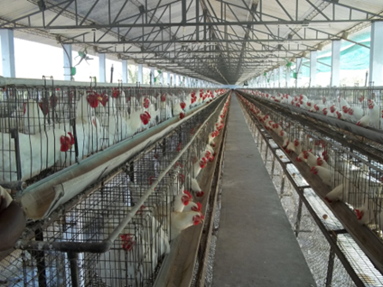 Broiler breeders in tiered cage housing at Kasthuri Breeding Farms