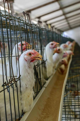 Broiler breeder feeding at trough in cage housing